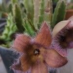 Stapelia hirsuta Lorea