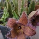 Stapelia hirsuta Fleur