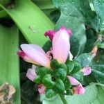Costus afer Λουλούδι