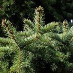 Picea asperata Feuille