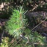 Pinus banksiana Leht
