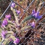 Echium vulgareFlor