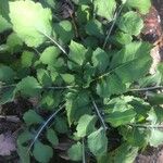 Knautia integrifolia Leaf