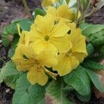 Primula × polyanthaFlower