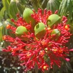 Jatropha multifida Blüte