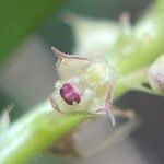 Polystachya stuhlmannii Flower