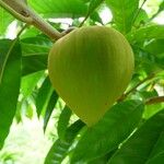 Pouteria campechiana Fruit