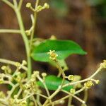 Dichostemma glaucescens Flower