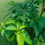 Terminalia superba Hoja
