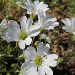 Cerastium soleirolii Flor