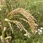 Panicum miliaceum 花