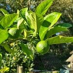 Citrus × aurantiifolia Fruit