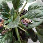 Saintpaulia ionantha Hoja
