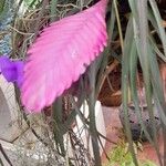 Tillandsia guatemalensis Květ