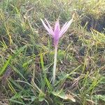 Colchicum alpinum Flower