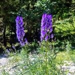 Aconitum napellus Квітка