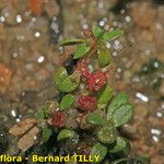Elatine hexandra Other