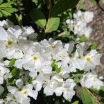 Exochorda racemosa Flor
