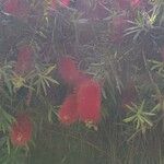 Callistemon viminalis Цветок