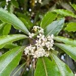 Pittosporum undulatumFlower