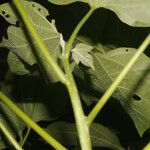 Gyrocarpus jatrophifolius Feuille