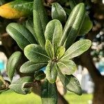 Pittosporum tobira पत्ता