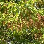 Acer cissifolium Fruto