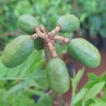 Spondias purpurea Fruit