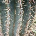 Ferocactus pilosus Ліст