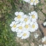 Achillea erba-rottaBlodyn