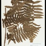 Cyathea surinamensis 叶