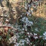 Hakea sericea Blatt