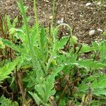 Papaver pilosum