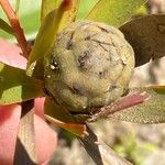 Leucadendron salignum 果実