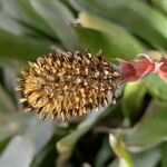 Aechmea pineliana ফুল
