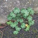 Geranium molle Habitus