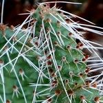 Opuntia phaeacantha 葉