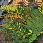 Polypodium vulgare Blatt