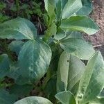 Vicia faba Blad