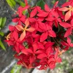 Ixora coccineaКветка