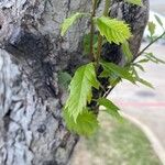 Quercus muehlenbergii Liść