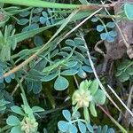 Coronilla minima Leaf