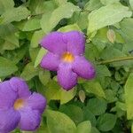 Thunbergia erecta Blomst