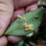 Lepanthes psyche Kwiat