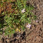 Spergularia rupicola Flower