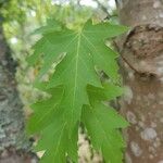 Acer heldreichii 叶