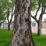 Eucalyptus globulusBark