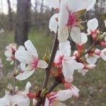Prunus tomentosa 树皮