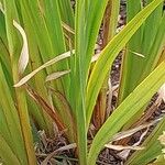 Iris ensata Likasa