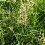 Agrostis gigantea Flower